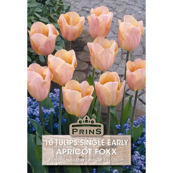 Tulip Apricot Foxx (10 bulbs)