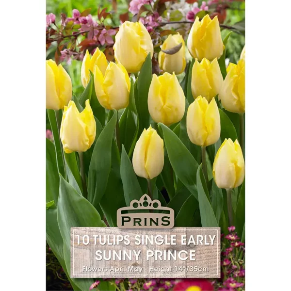 Tulip Sunny Prince (10 bulbs)