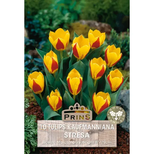 Tulip Stresa (10 bulbs)