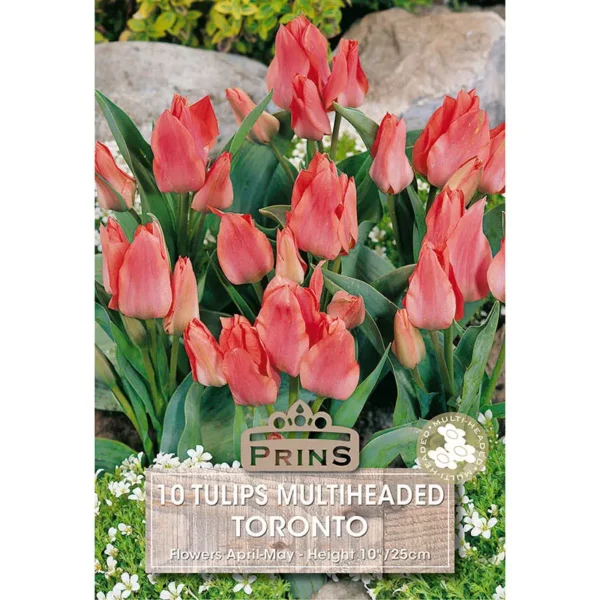 Tulip Toronto (10 bulbs)