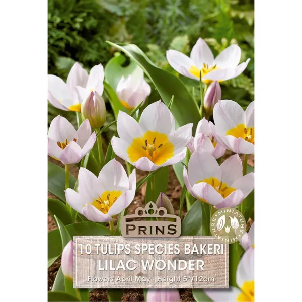 Tulip Lilac Wonder (10 bulbs)