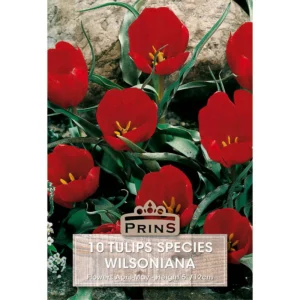 Tulip Wilsoniana (10 bulbs)