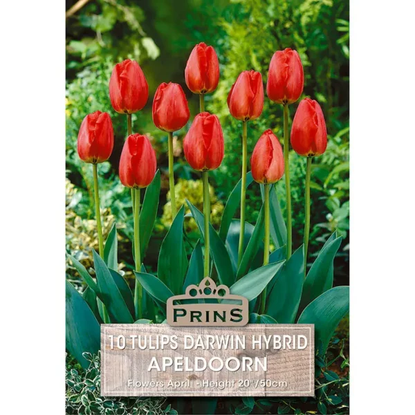 Tulip Apeldoorn (10 bulbs)