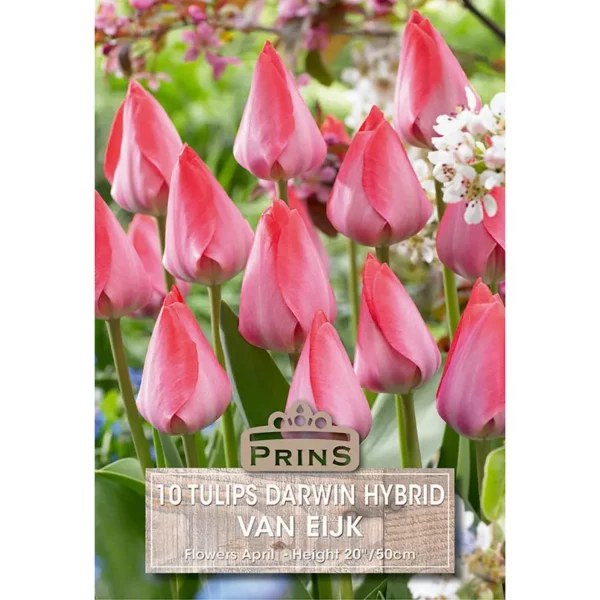 Tulip Van Eijk (10 bulbs)