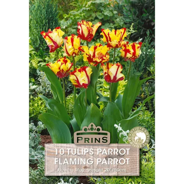 Tulip Flaming Parrot (10 bulbs)