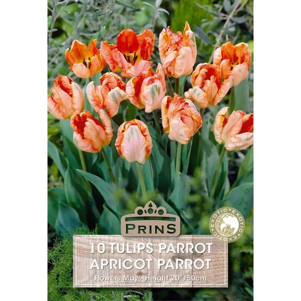 Tulip Apricot Parrot (10 bulbs)