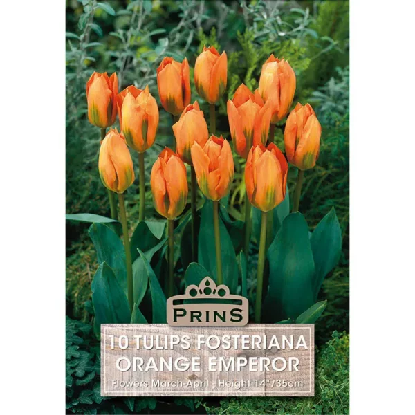 Tulip Orange Emperor (10 bulbs)