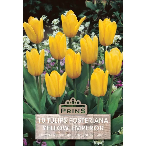 Tulip Yellow Emperor (10 bulbs)