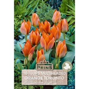 Tulip Orange Toronto (10 bulbs)