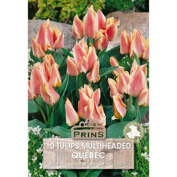 Tulip Quebec (10 bulbs)