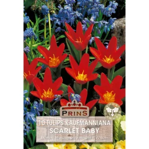 Tulip Scarlet Baby (10 bulbs)