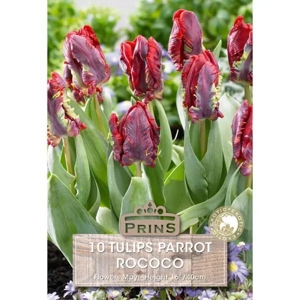 Tulip Rococo (10 bulbs)