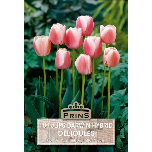Tulip Ollioules (10 bulbs)