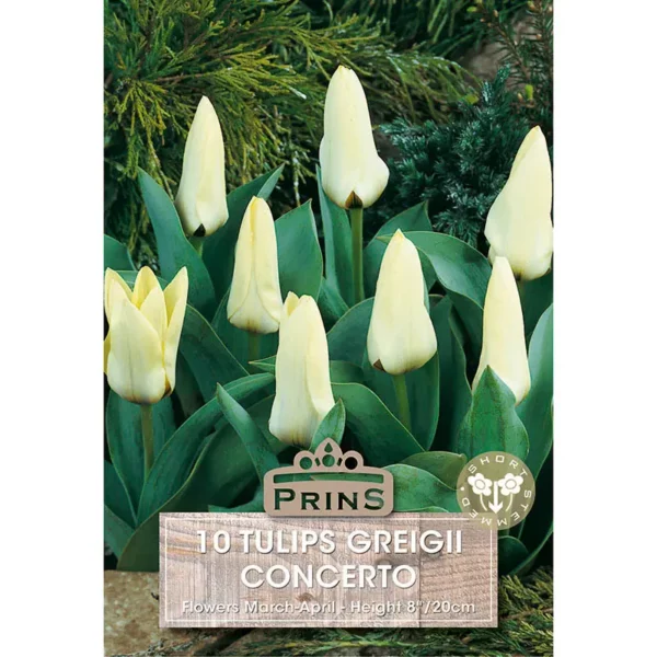 Tulip Concerto (10 bulbs)
