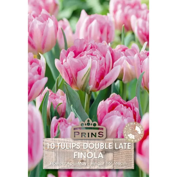 Tulip Finola (10 bulbs)