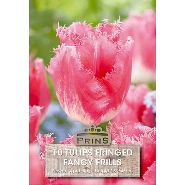 Tulip Fancy Frills (10 bulbs)