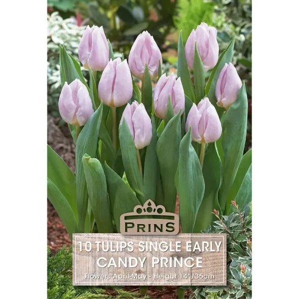 Tulip Candy Prince (10 bulbs)