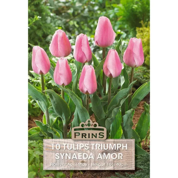 Tulip Synaeda Amor (10 bulbs)