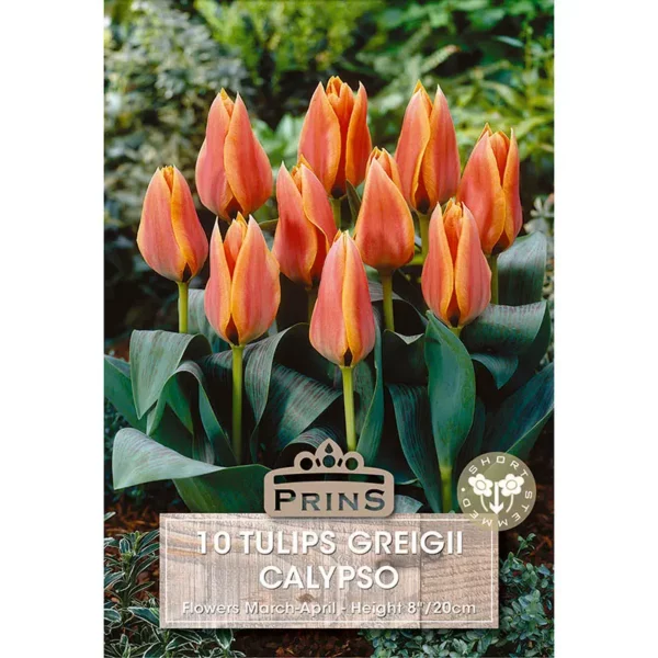 Tulip Calypso (10 bulbs)