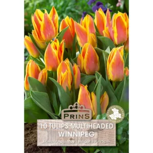 Tulip Winnipeg (10 bulbs)