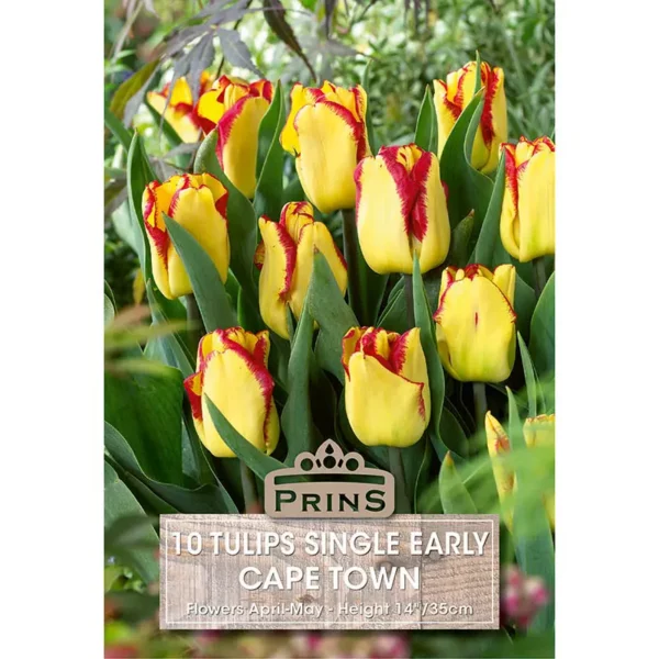 Tulip Cape Town (10 bulbs)