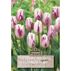 Tulip Flaming Flag (10 bulbs)