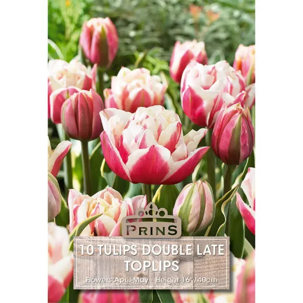Tulip Toplips (10 bulbs)