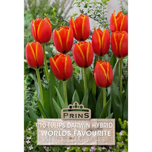 Tulip Worlds Favourite (10 bulbs)
