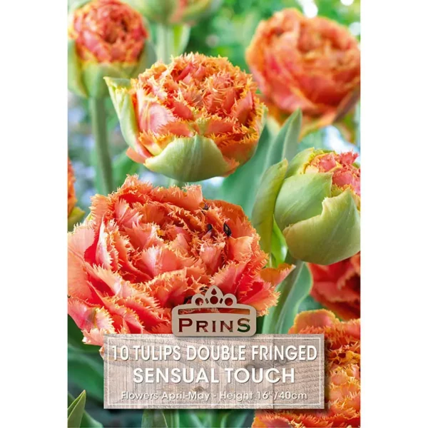 Tulip Sensual Touch (10 bulbs)