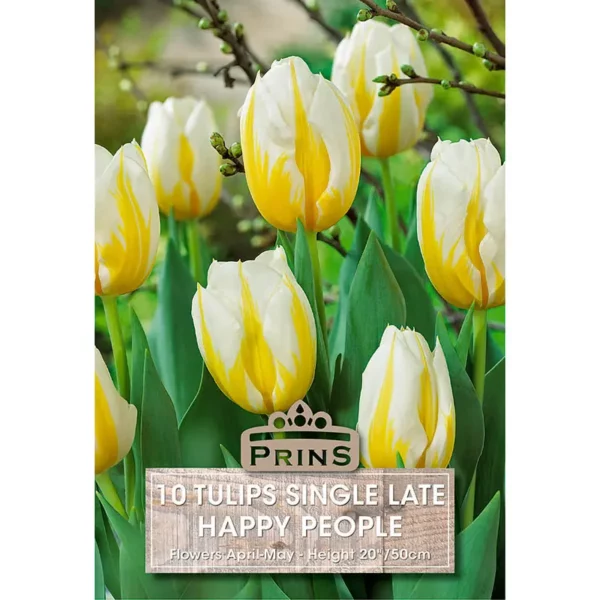 Tulip Happy People (10 bulbs)