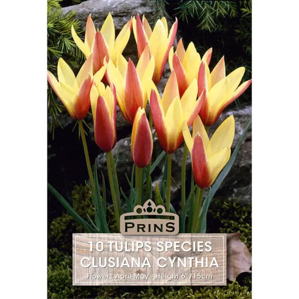 Tulip Cynthia (10 bulbs)