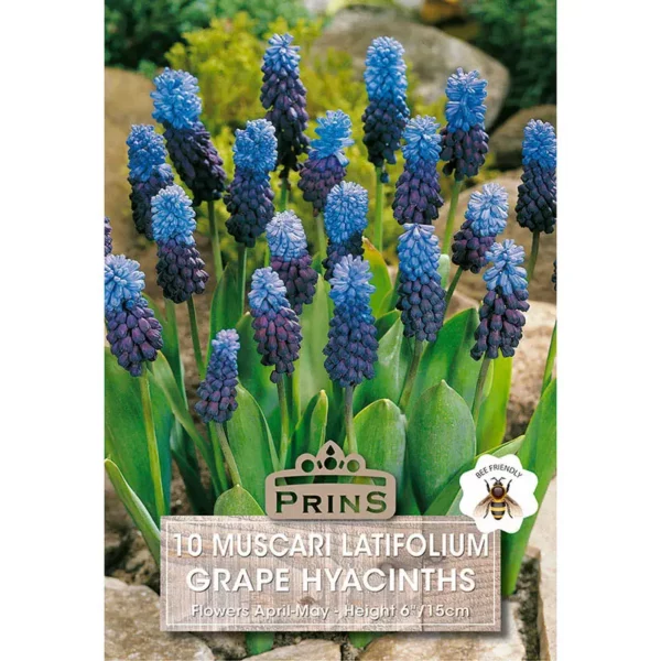Muscari Latifolium Grape Hyacinths (10 bulbs)