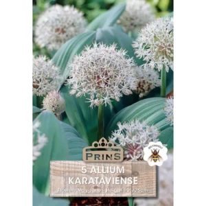 Allium Karataviense (5 bulbs)