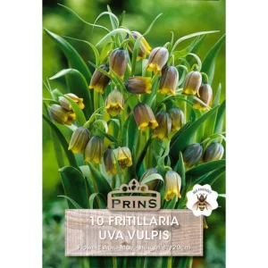 Fritillaria Uva Vulpis (10 bulbs)