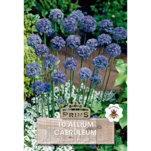 Allium Caeruleum (10 bulbs)