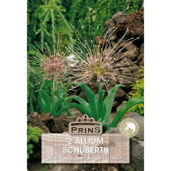 Allium Schubertii (2 bulbs)