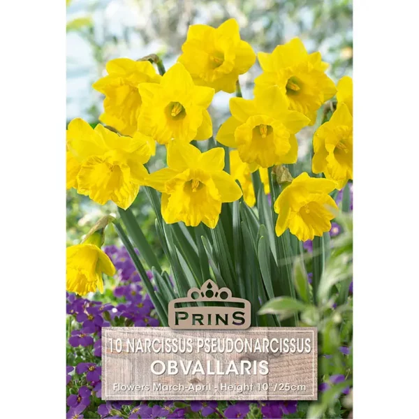 Narcissus Obvallaris (10 bulbs)