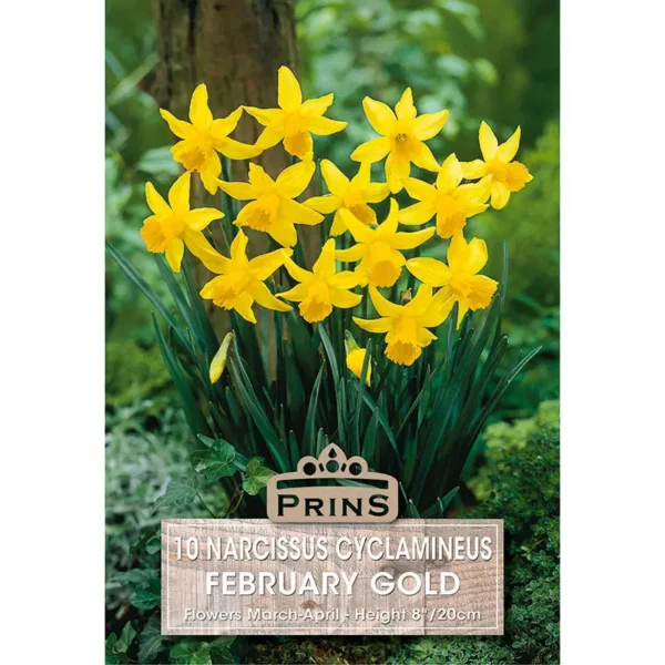 Narcissus ‘February Gold’ (10 bulbs)