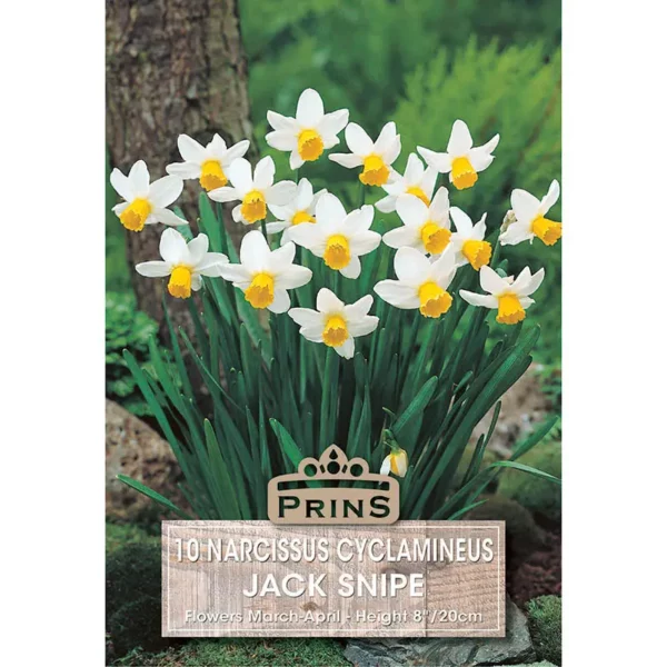 Narcissus Jack Snipe (10 bulbs)