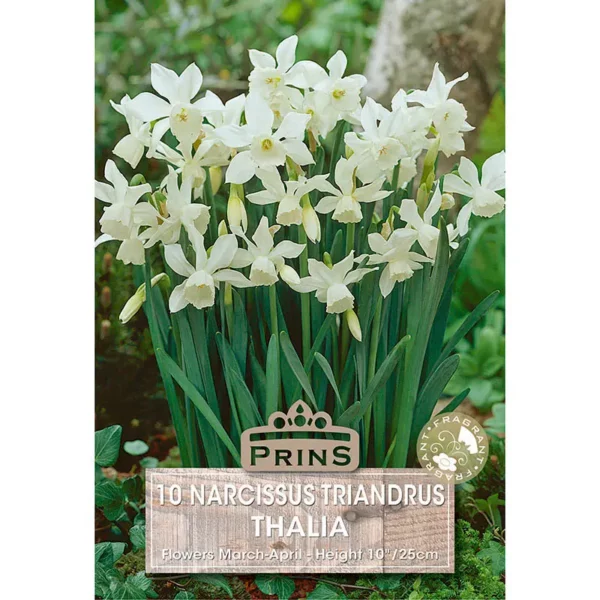 Narcissus Thalia (10 bulbs)