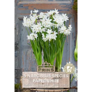 Narcissus Paperwhite (5 bulbs)