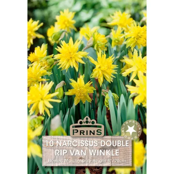 Narcissus Rip Van Winkle (10 bulbs)