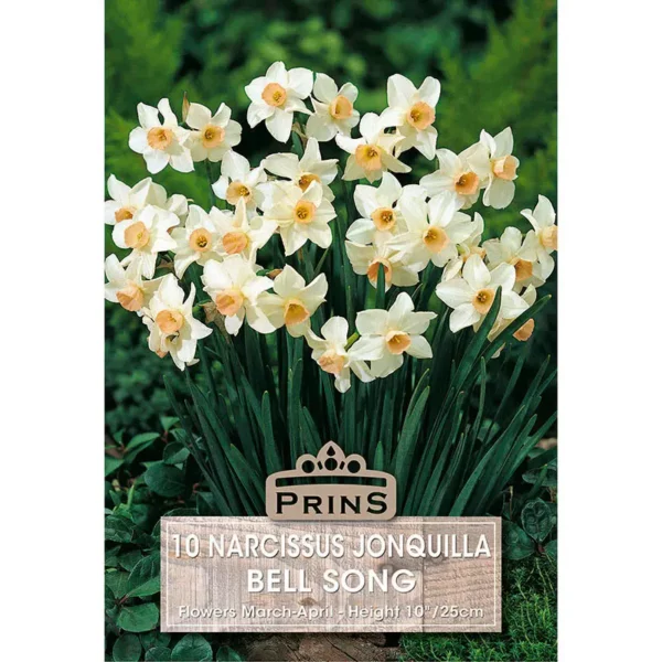 Narcissus Bell Song (10 bulbs)