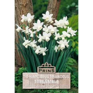 Narcissus Tresamble (10 bulbs)