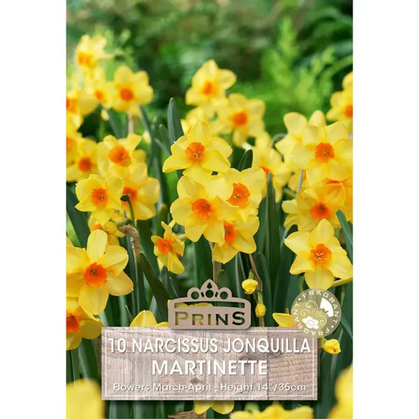 Narcissus Martinette (10 bulbs)