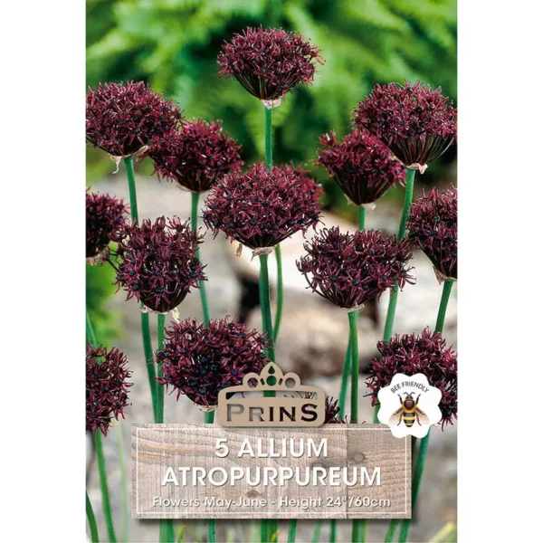 Allium Atropurpureum (5 bulbs)