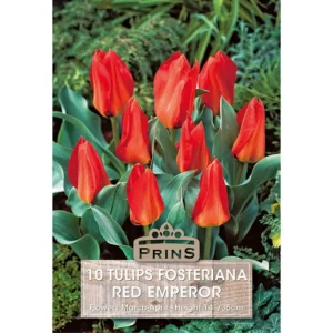 Tulip Red Emperor (10 bulbs)