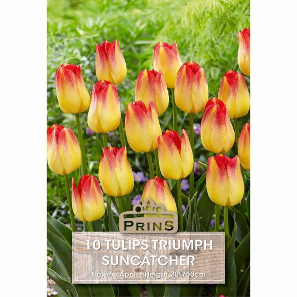 A pack of 10 Tulip 'Suncatcher' bulbs.