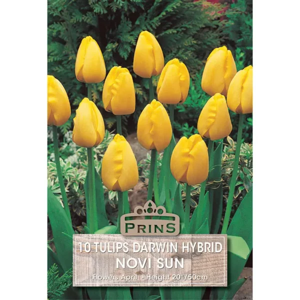 Tulip Novi Sun (10 bulbs)