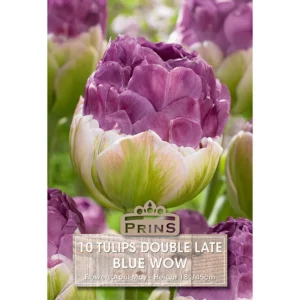 Tulip Blue Wow (10 bulbs)